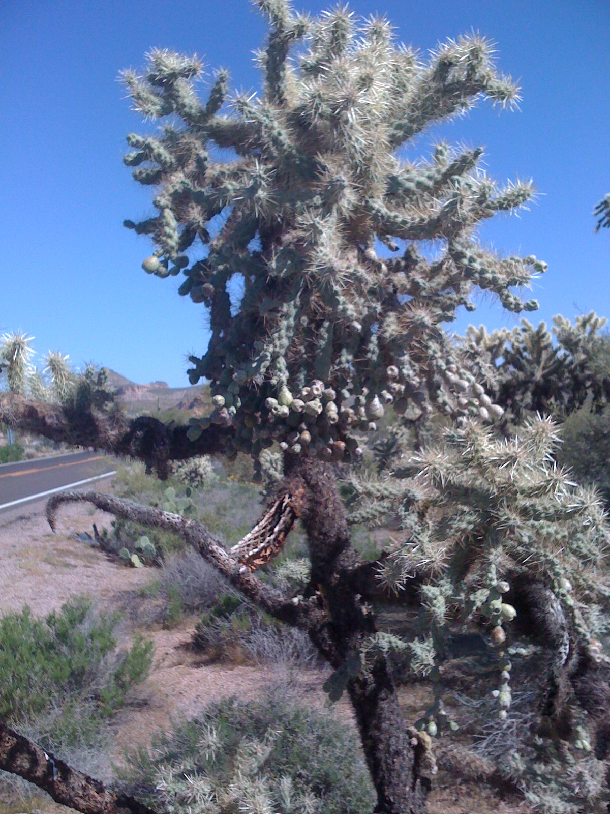 closeup_cholla.JPG