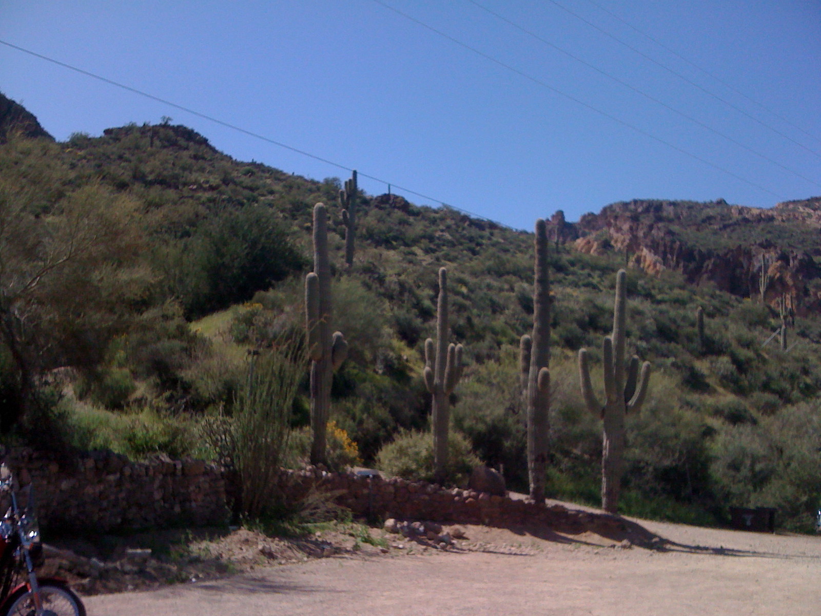 lined-up-saguaro.JPG