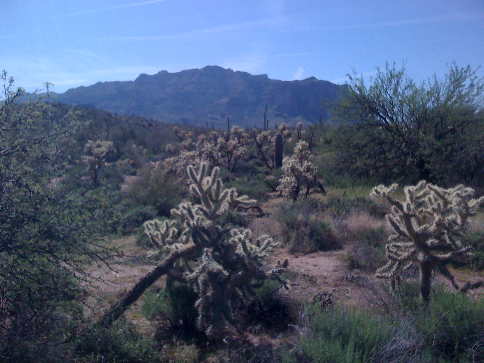 lots-of-cholla.JPG