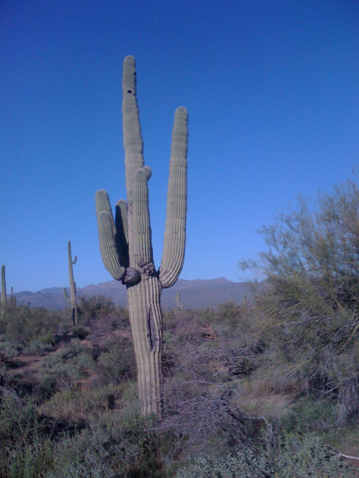 older-saguaro.JPG