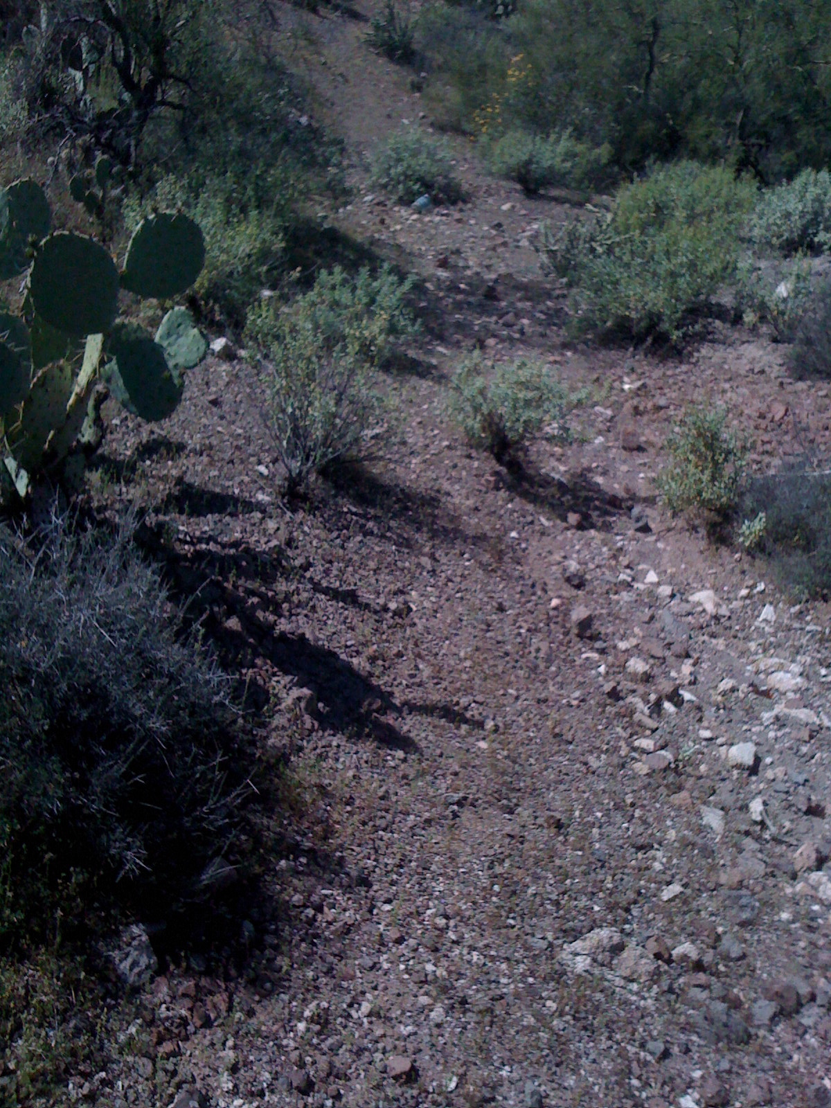 prickly-pear-shadow.JPG