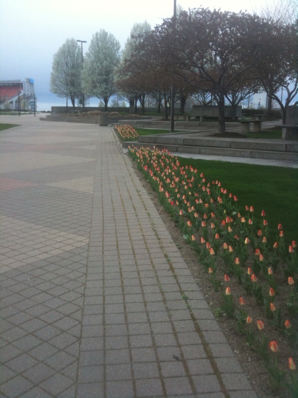 tulips-mall.jpg